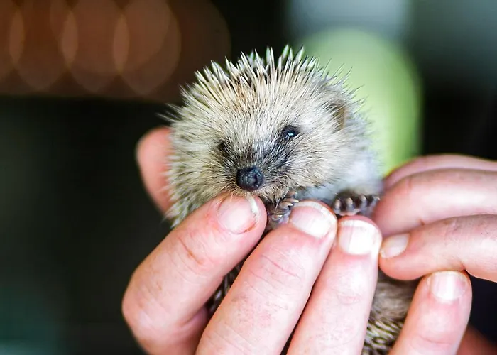 Solar Branco Eco Estate