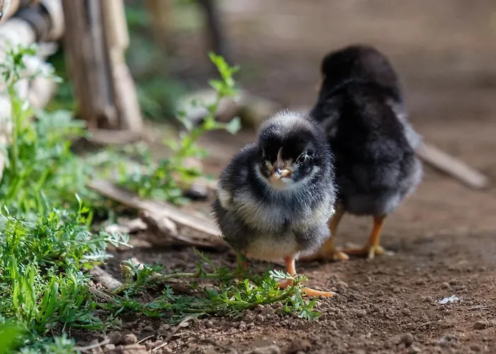 Solar Branco Eco Estate